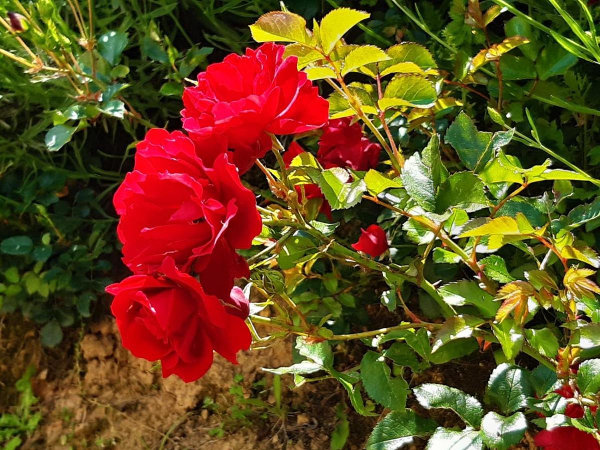 Agriturismo Fonteregia مونتيكاتيني تيرمي المظهر الخارجي الصورة